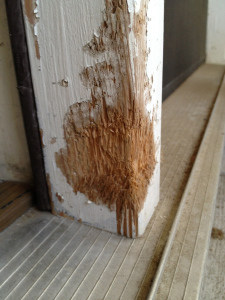 How to Fix Dog Chewed Wood 