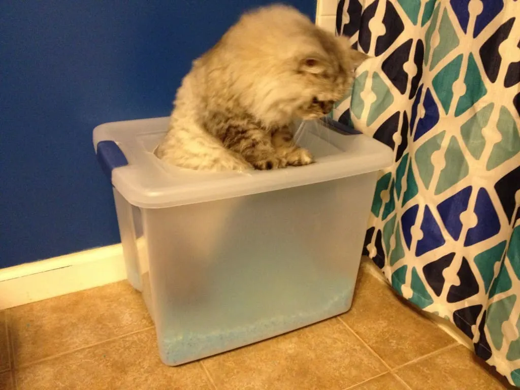 DIY Cat Litter box - Charleston Crafted