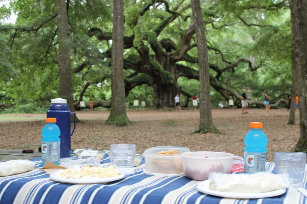 Angel Oak Tree, Charleston SC- Charleston Crafted