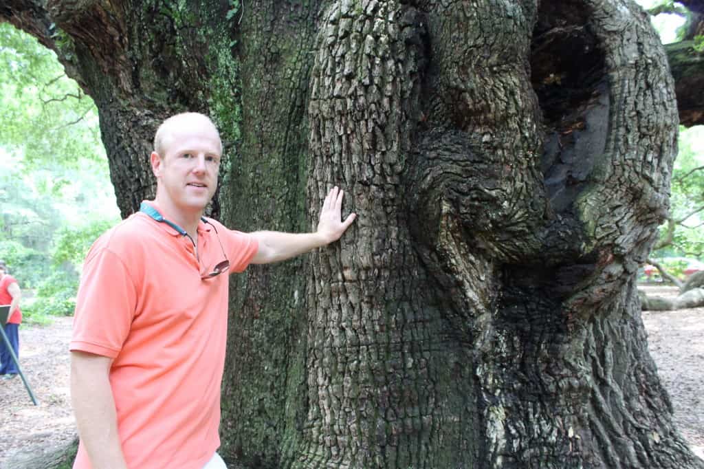 Angel Oak Tree, Charleston SC- Charleston Crafted