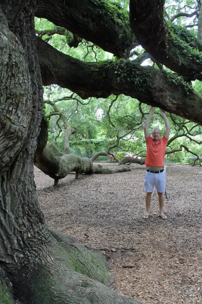 Angel Oak Tree, Charleston SC- Charleston Crafted