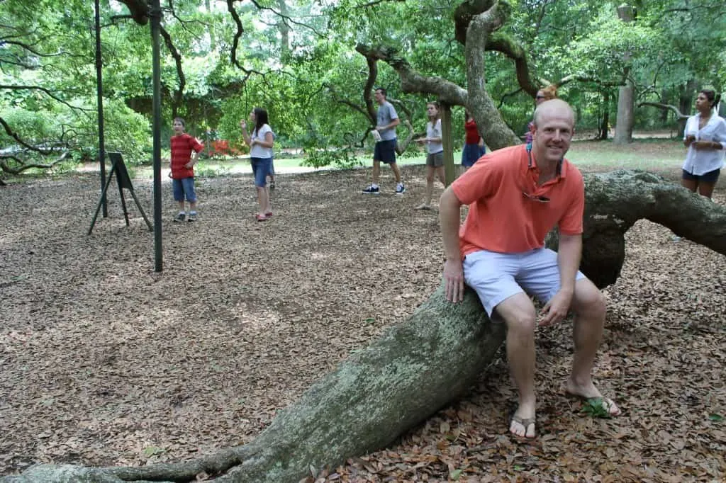 Angel Oak Tree, Charleston SC- Charleston Crafted