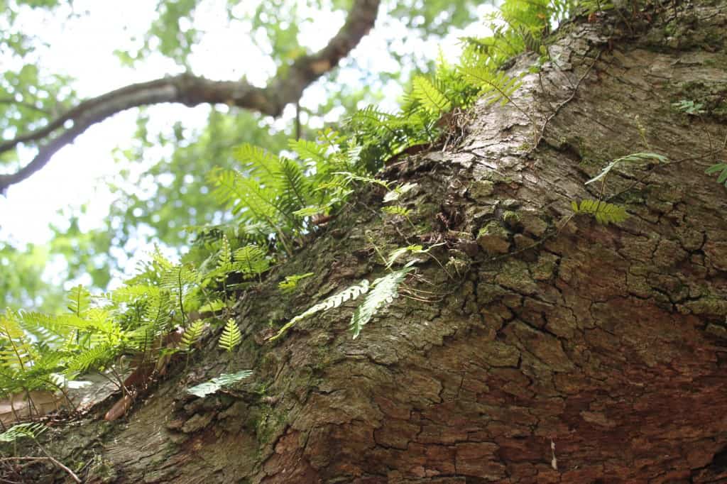 Angel Oak Tree, Charleston SC- Charleston Crafted