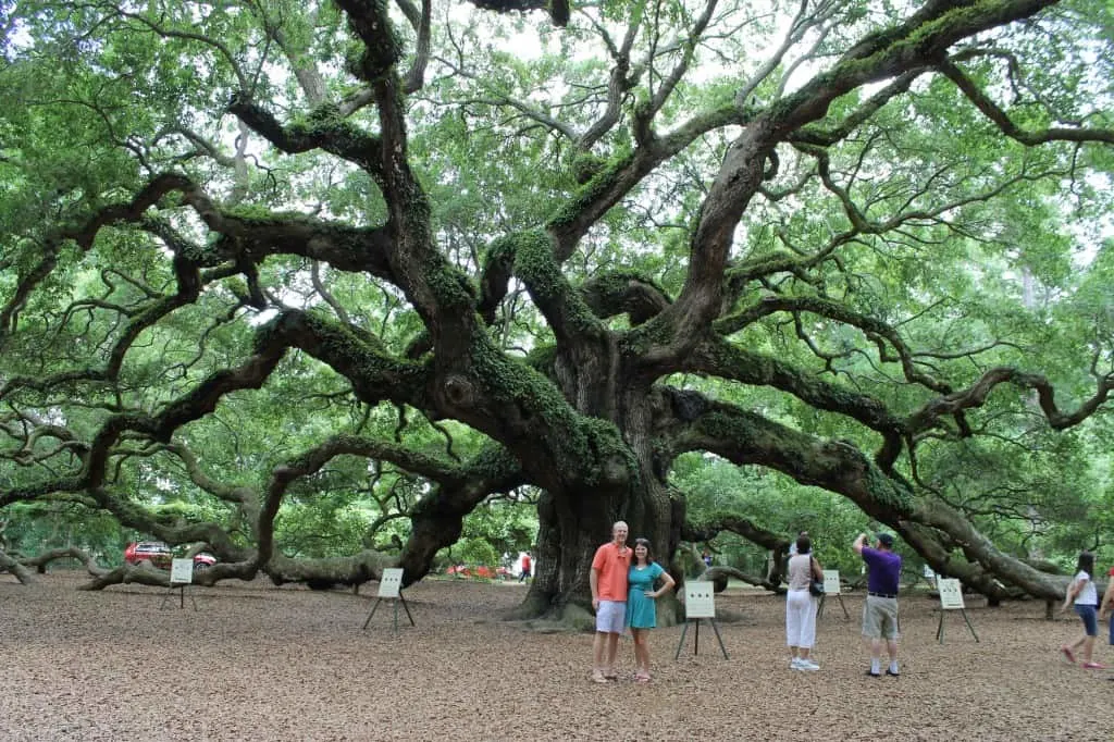 Angel Oak- Charleston Crafted