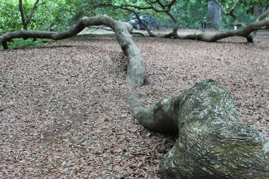 Angel Oak Tree, Charleston SC- Charleston Crafted