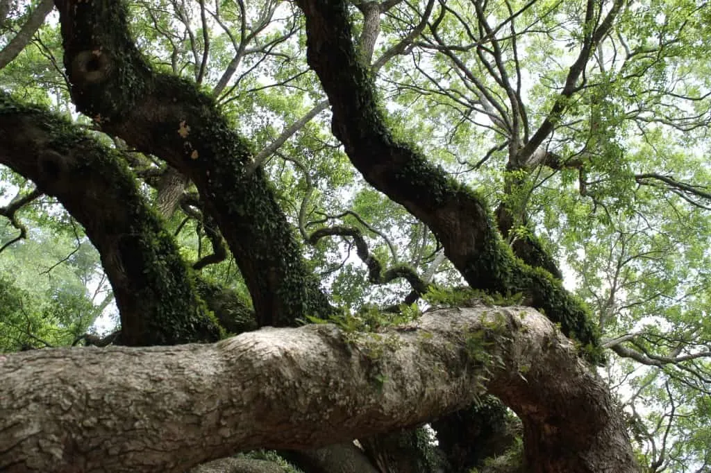 Angel Oak Tree, Charleston SC- Charleston Crafted