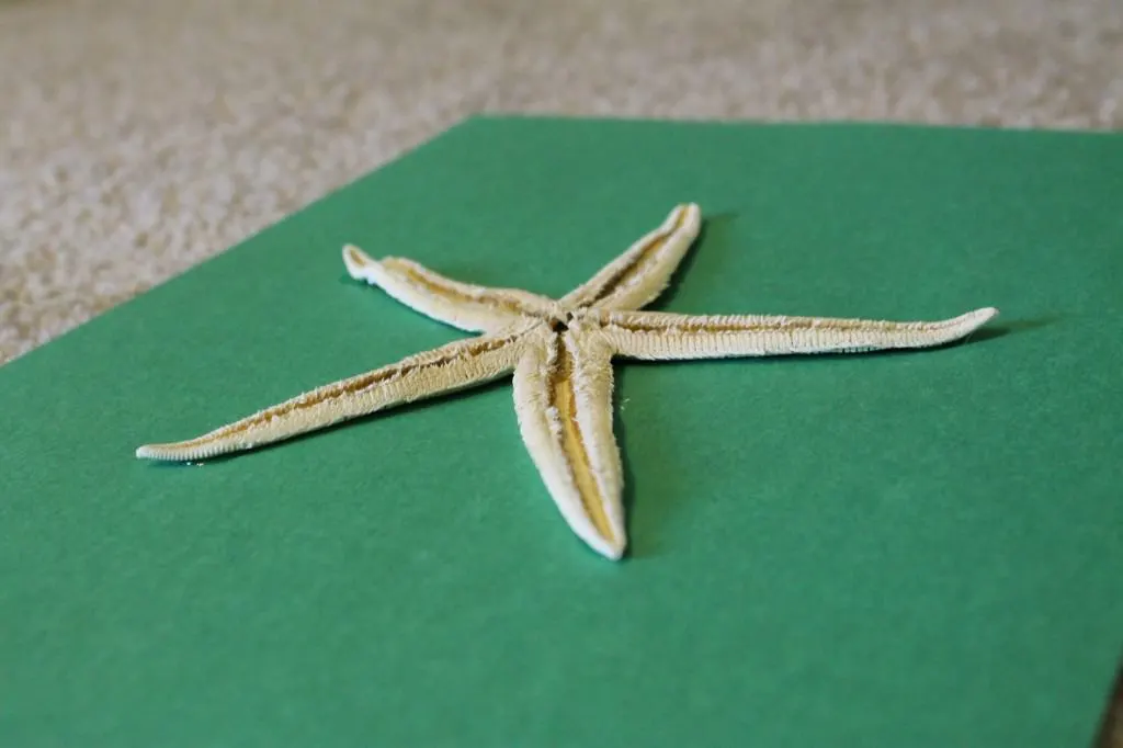 Frame a starfish - charleston crafted