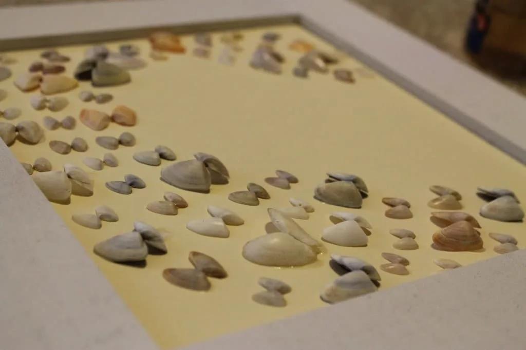 How to Frame Sea Shells - Charleston Crafted