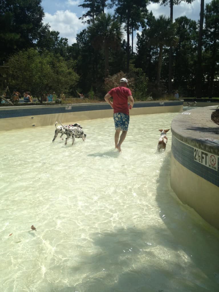 Dog Day at Whirlin Waters - Charleston Crafted