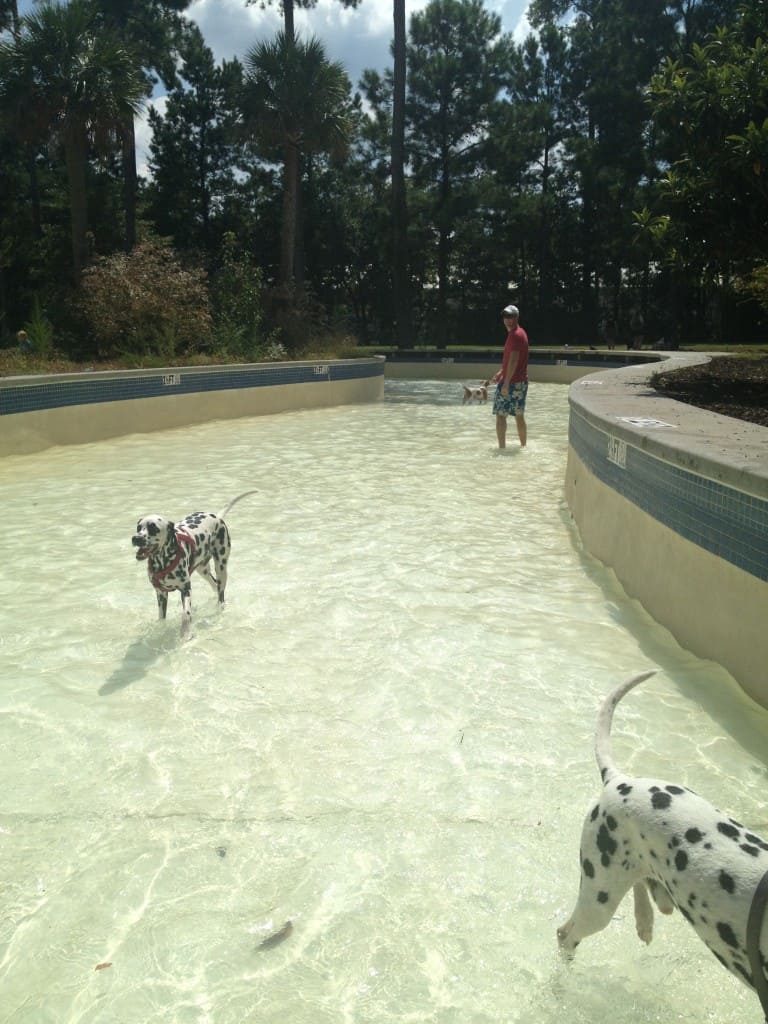 Dog Day at Whirlin Waters - Charleston Crafted