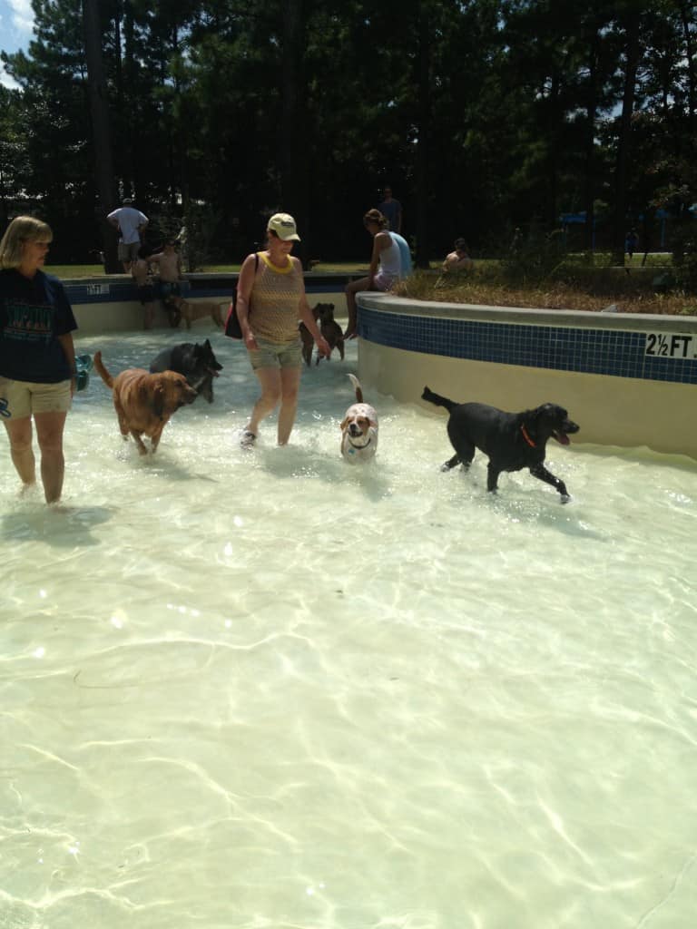 Dog Day at Whirlin Waters - Charleston Crafted