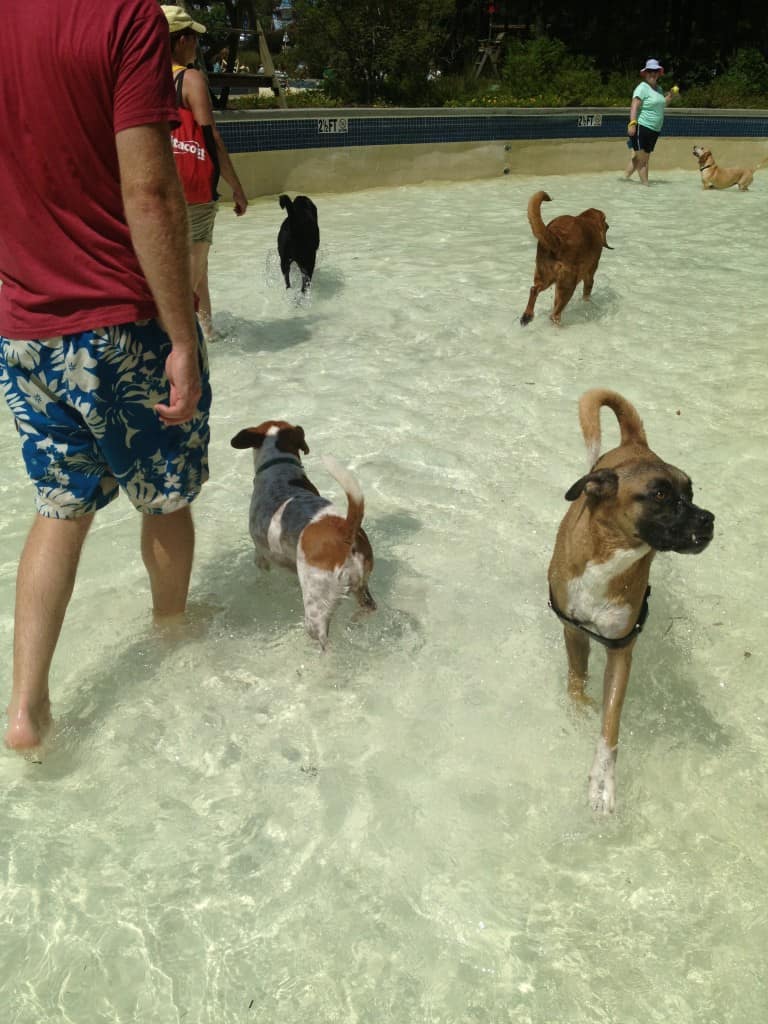 Dog Day at Whirlin Waters - Charleston Crafted