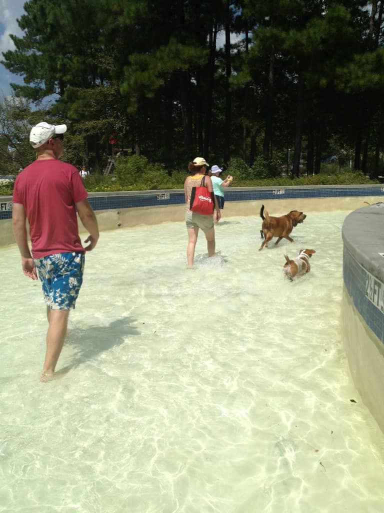 Dog Day at Whirlin Waters - Charleston Crafted