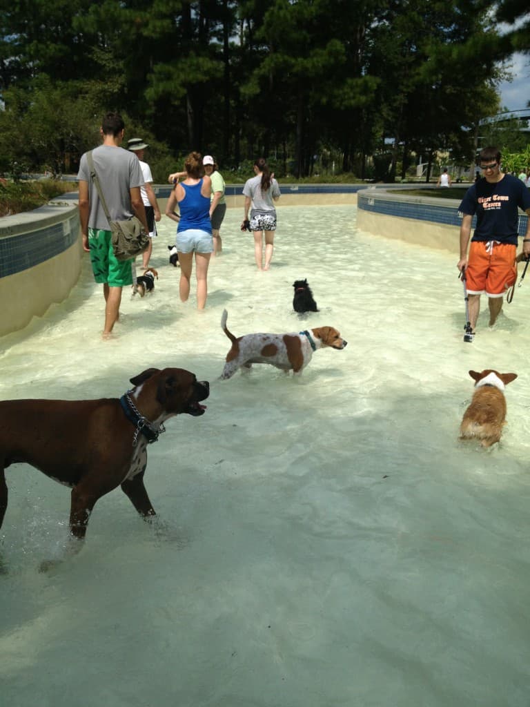 Dog Day at Whirlin Waters - Charleston Crafted