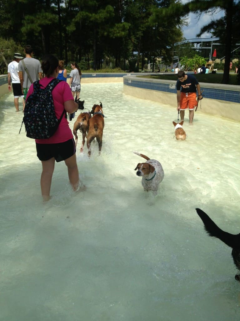 Dog Day at Whirlin Waters - Charleston Crafted