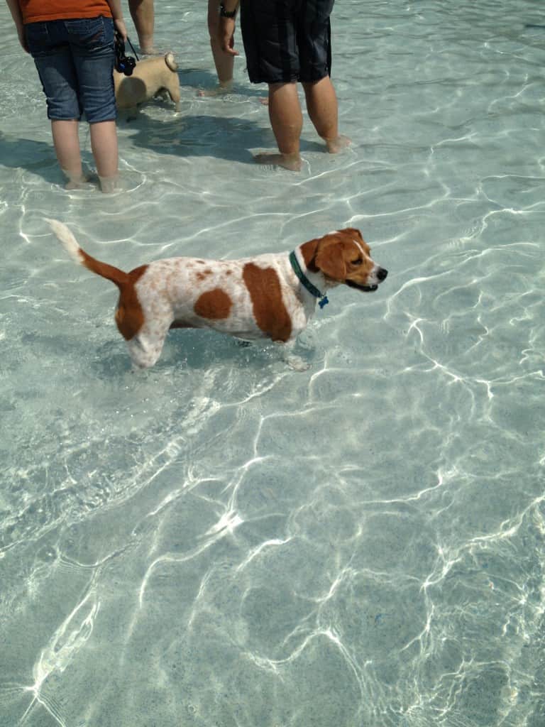 Dog Day at Whirlin Waters - Charleston Crafted