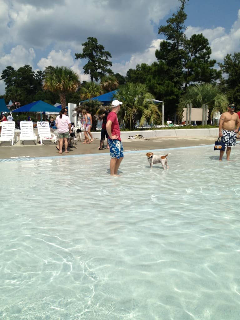 Dog Day at Whirlin Waters - Charleston Crafted