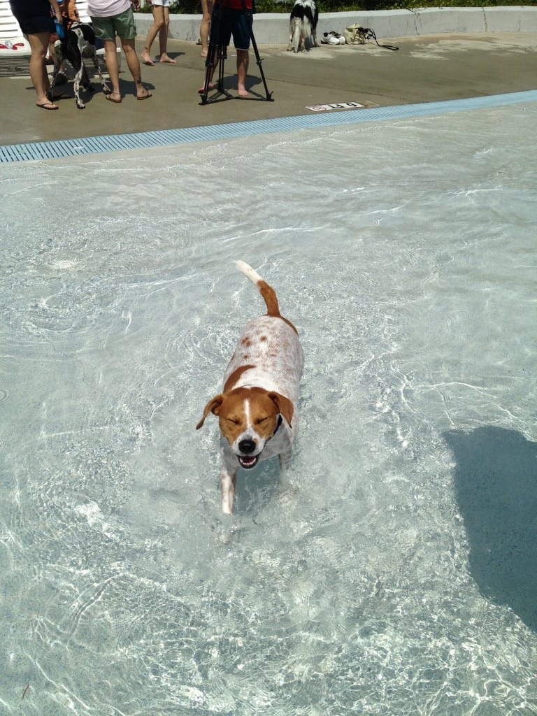 Dog Day at Whirlin Waters - Charleston Crafted