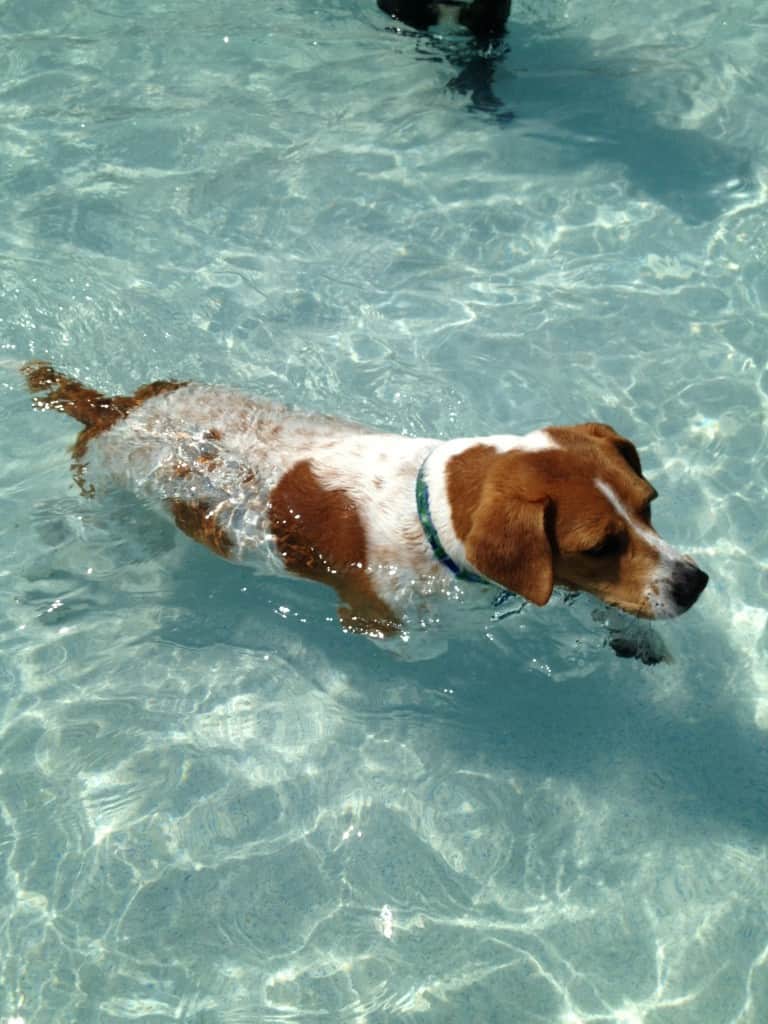 Dog Day at Whirlin Waters - Charleston Crafted