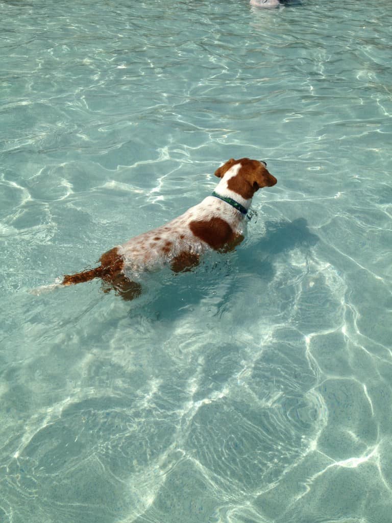 Dog Day at Whirlin Waters - Charleston Crafted