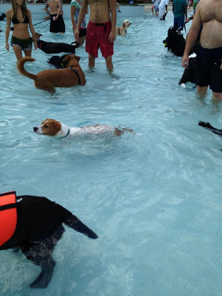 Dog Day at Whirlin Waters - Charleston Crafted