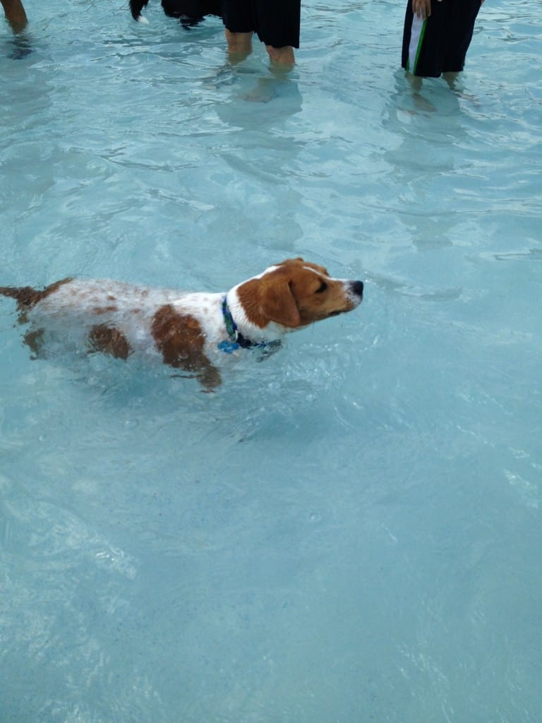 Dog Day at Whirlin Waters - Charleston Crafted