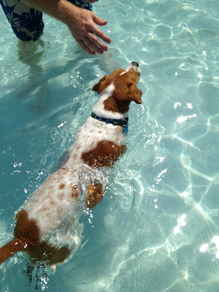 Dog Day at Whirlin Waters - Charleston Crafted