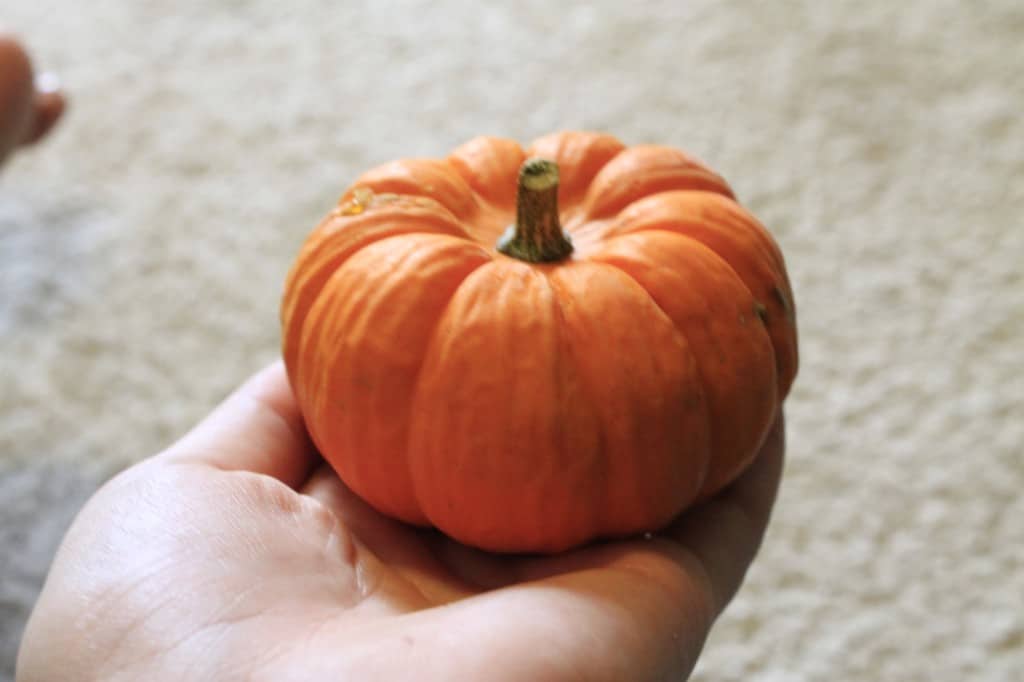 mini pumpkin in hand