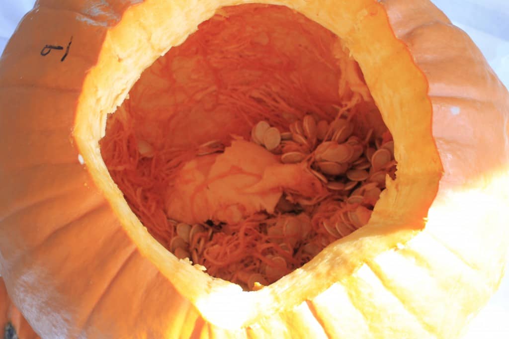 pumpkin seeds inside a pumpkin