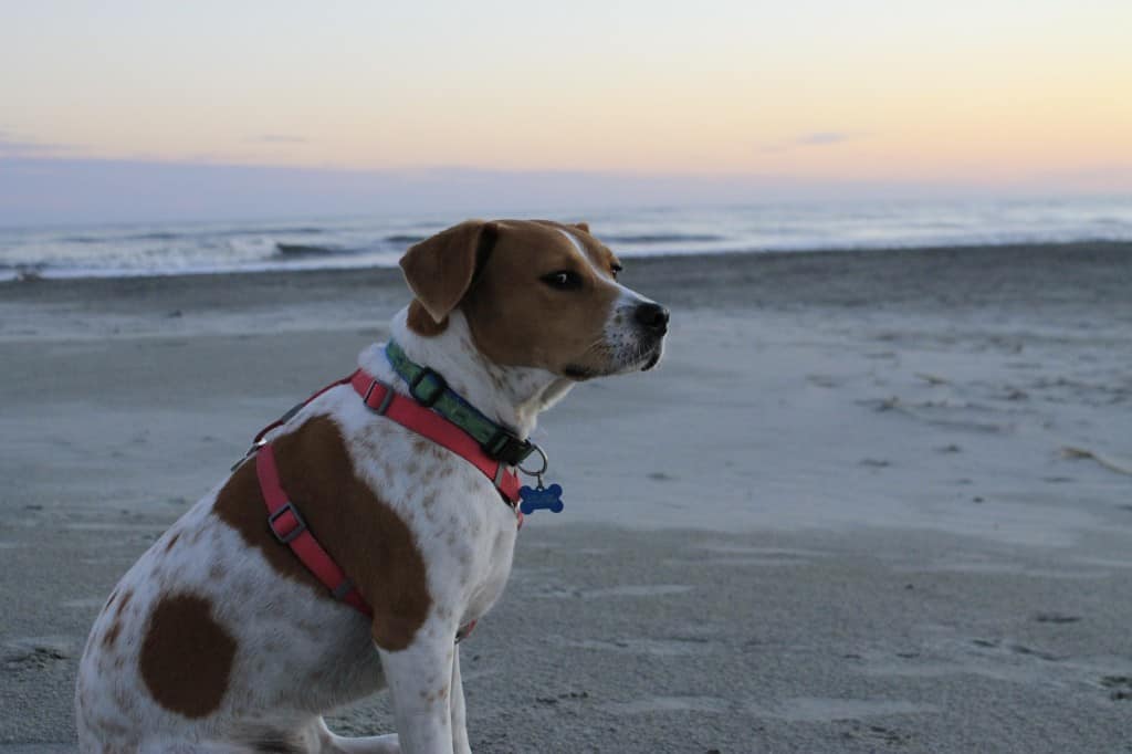 Walk on the beach at sunset - Charleston Crafted