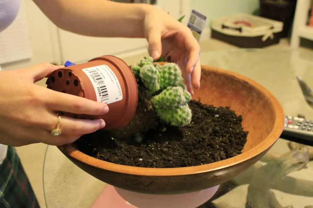 DIY Paint Dipped Wooden Bowl Cactus Garden - Charleston Crafted