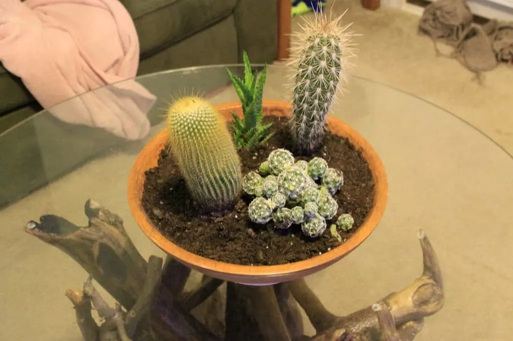 DIY Paint Dipped Wooden Bowl Cactus Garden - Charleston Crafted