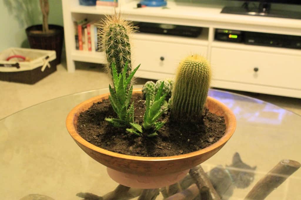 DIY Paint Dipped Wooden Bowl Cactus Garden - Charleston Crafted