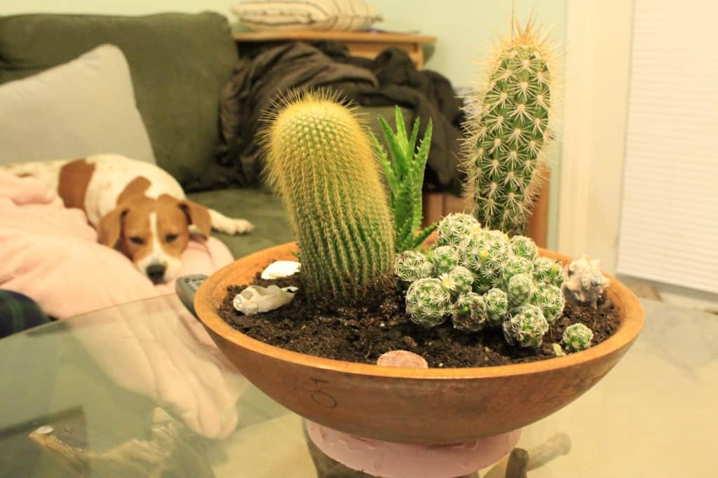 DIY Paint Dipped Wooden Bowl Cactus Garden - Charleston Crafted