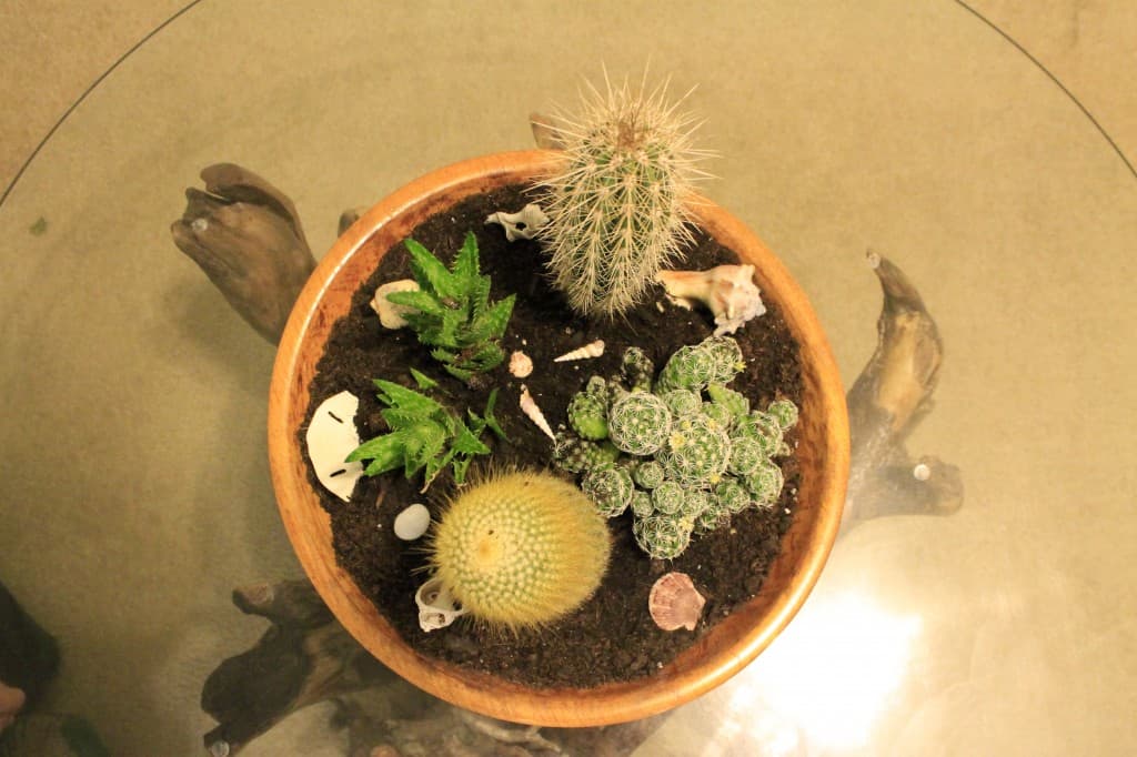 DIY Paint Dipped Wooden Bowl Cactus Garden - Charleston Crafted