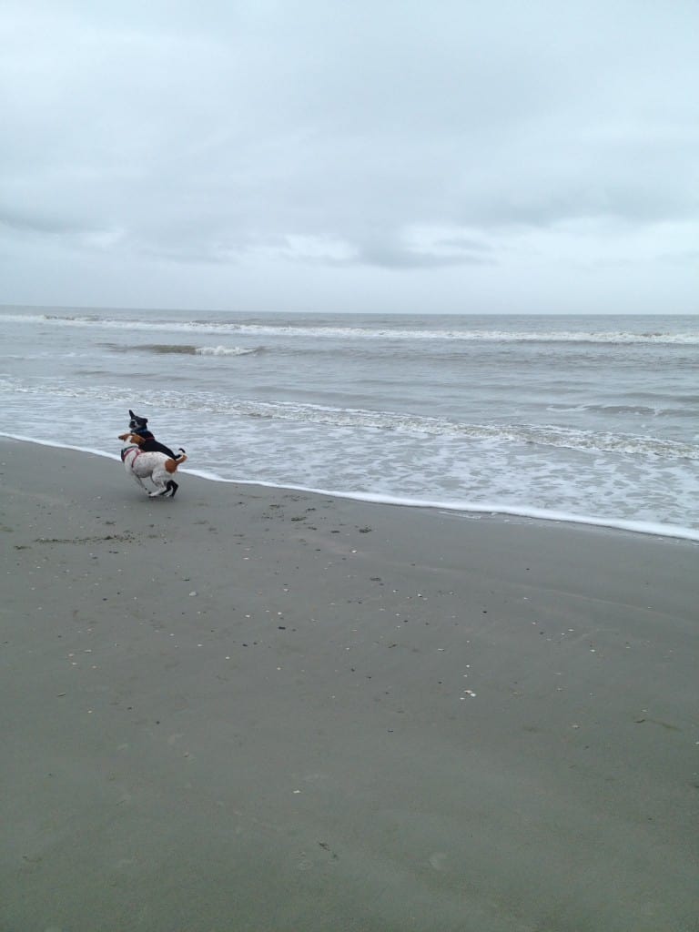 Folly Beach County Park - Charleston Crafted