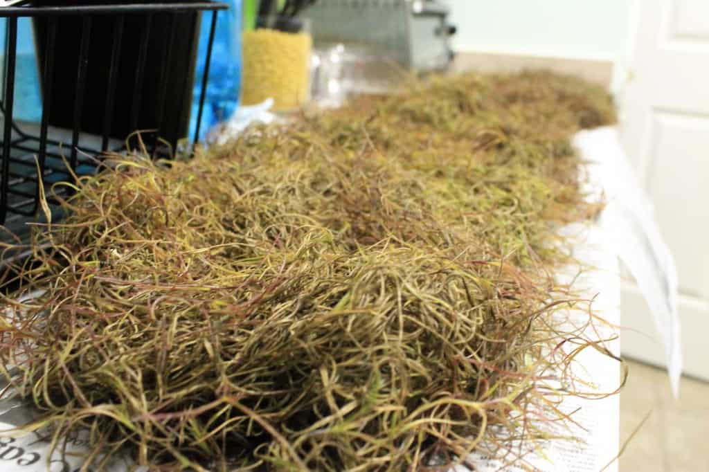 DIY Spanish Moss Coastal Christmas Wreath - Charleston Crafted