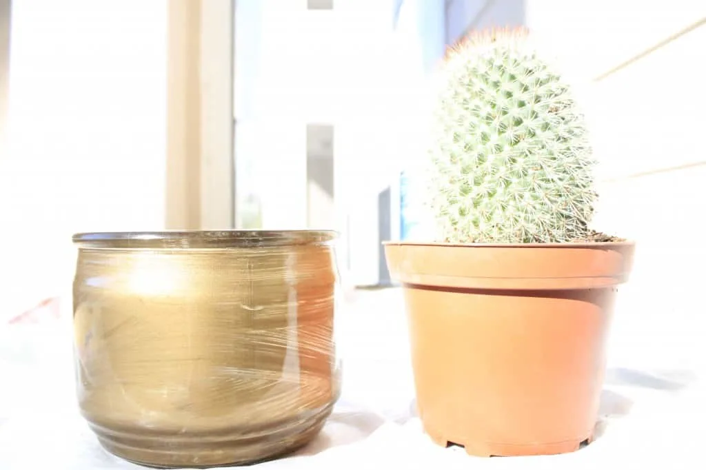 DIY Fun Cactus Housewarming Gift
