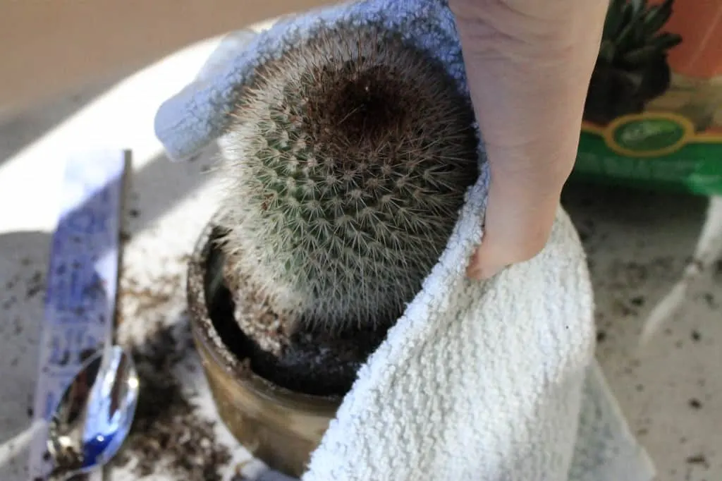 DIY Fun Cactus Housewarming Gift