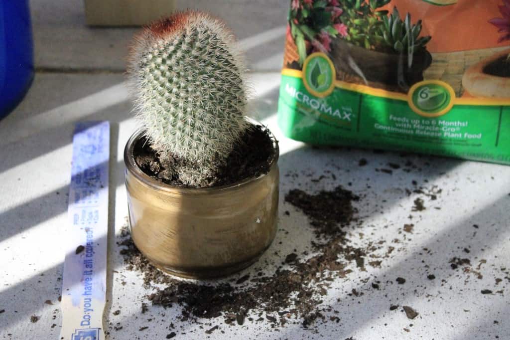 DIY Housewarming Cactus