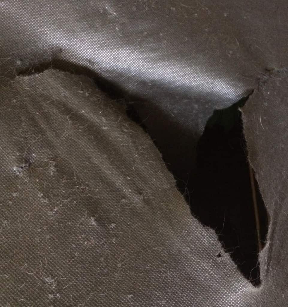 A photo of a tear in the underside of a couch caused by a kitten.