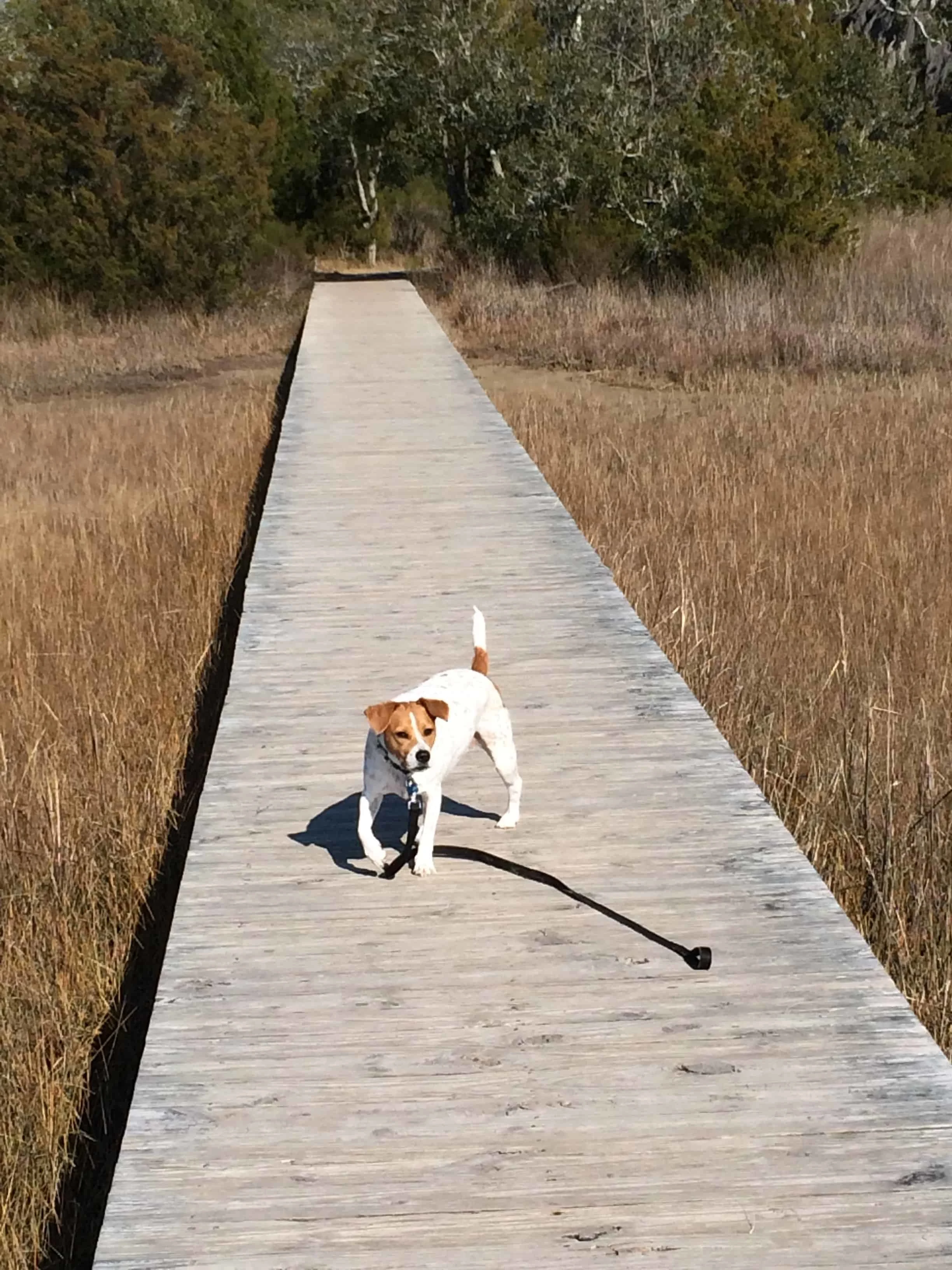 James Island County Park - Charleston Crafted