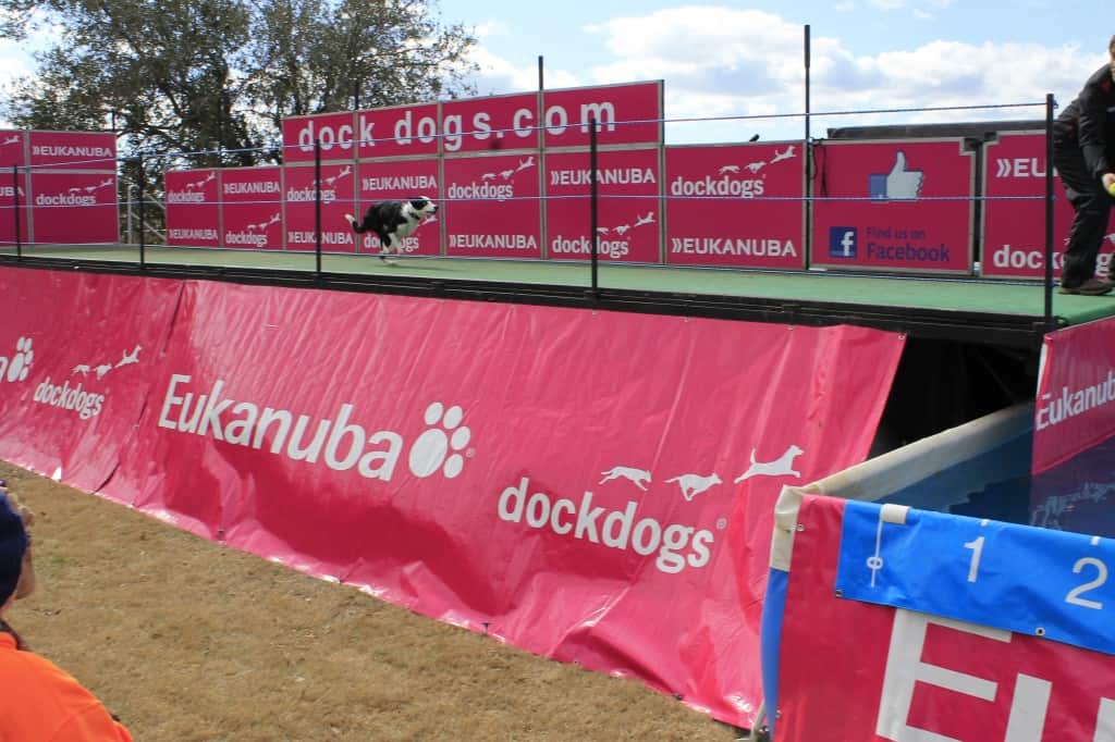 Dock Dogs at SEWE - Charleston Crafted