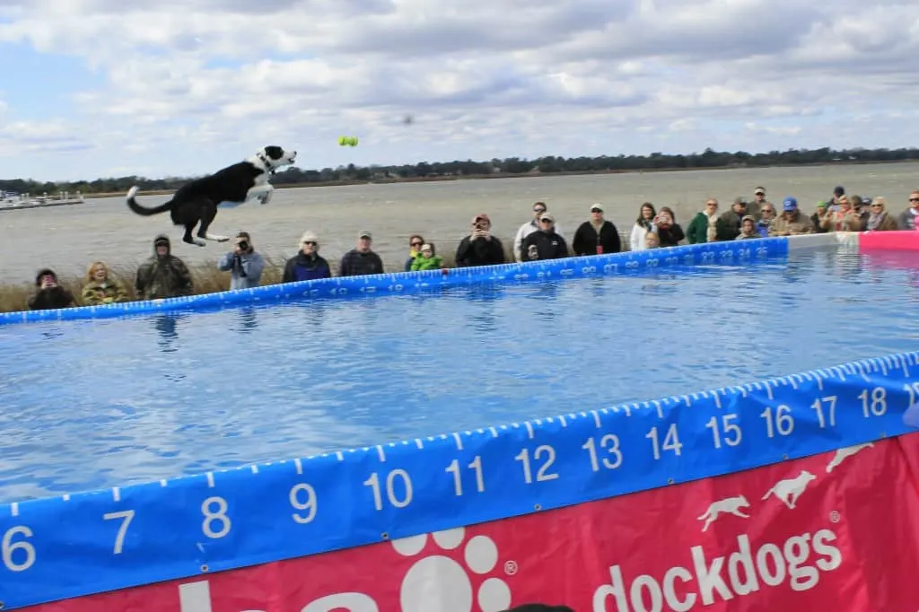 Dock Dogs at SEWE - Charleston Crafted