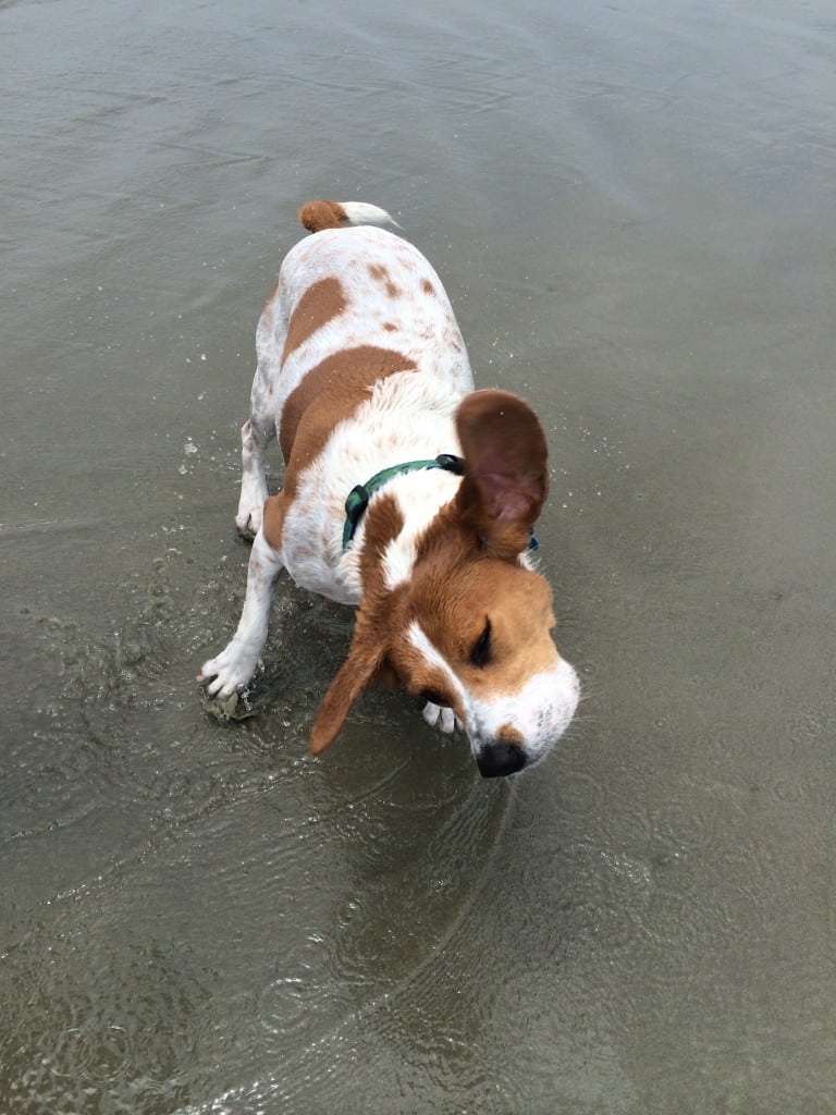 Beachwalker County Park - Charleston Crafted