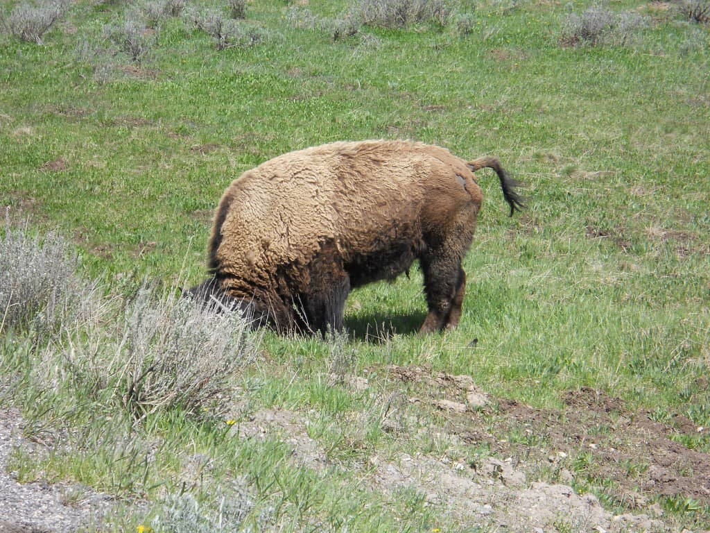 Yellowstone National Park - Charleston Crafted