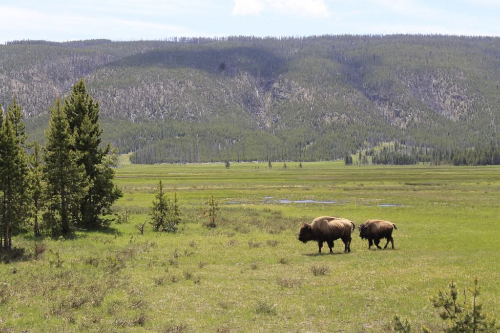 Yellowstone National Park - Charleston Crafted