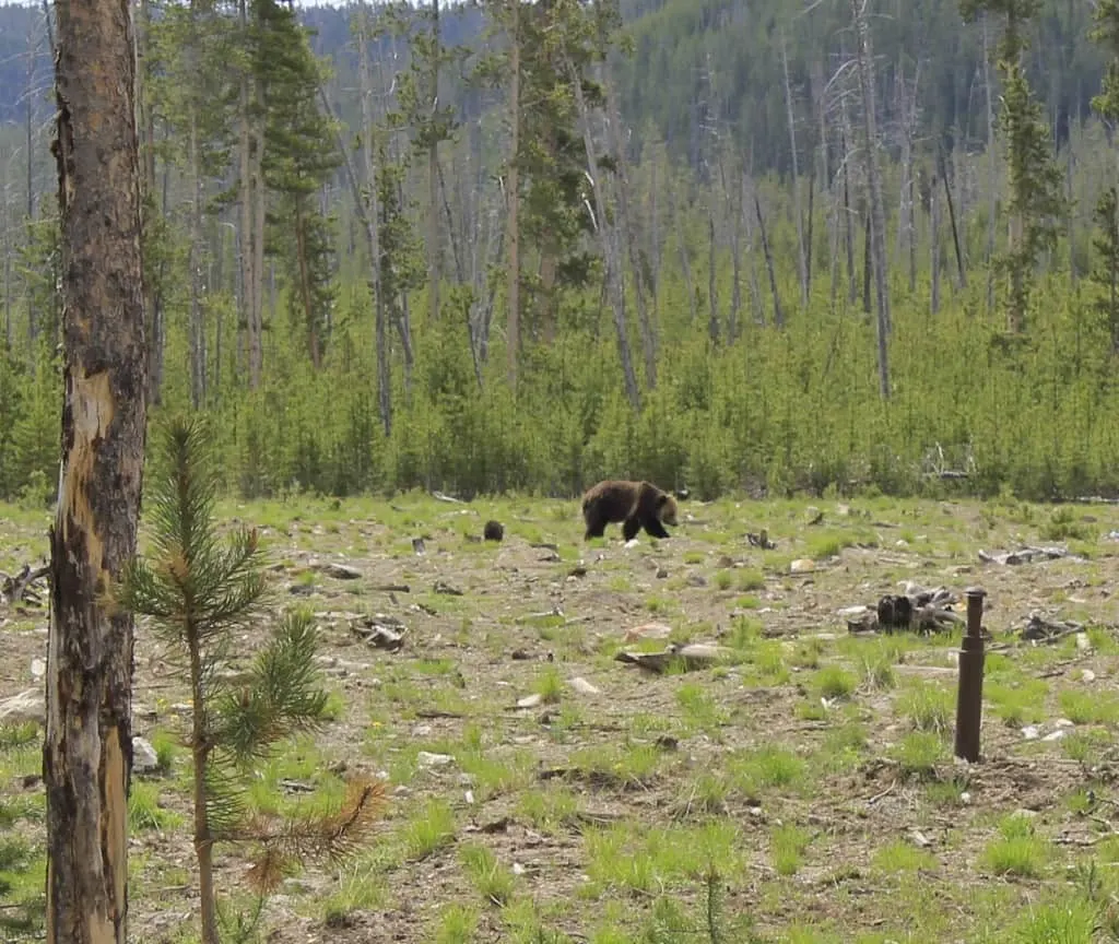 Yellowstone National Park - Charleston Crafted