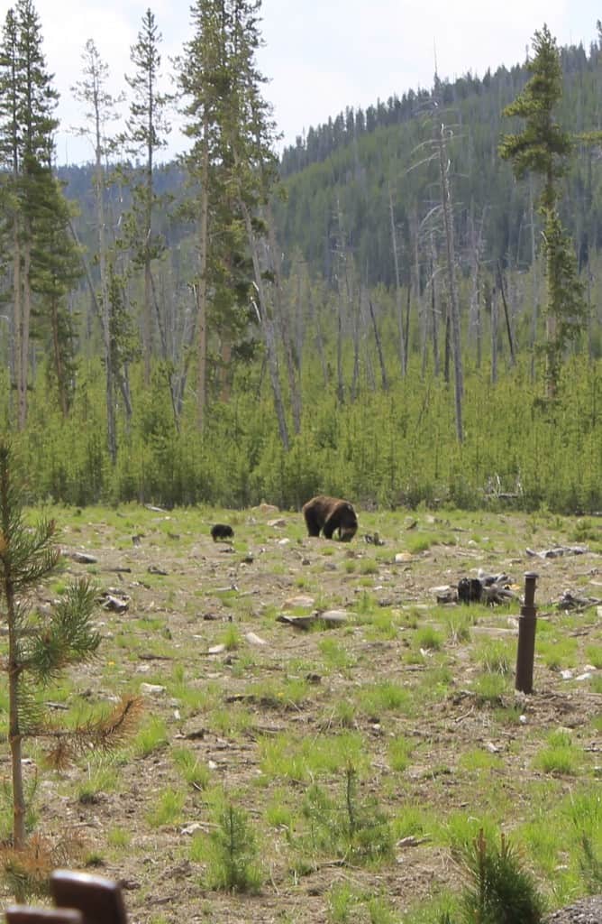 Yellowstone National Park - Charleston Crafted