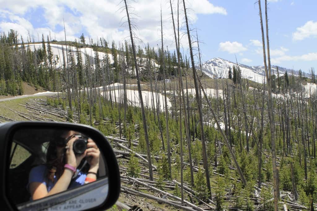 Yellowstone National Park - Charleston Crafted